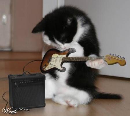 chaton rockeur